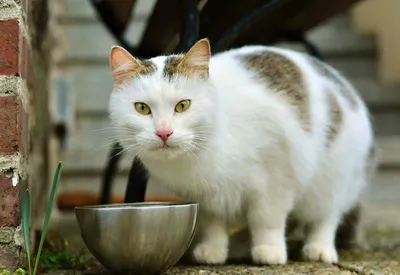 Чем кормить кастрированного кота - рацион, советы по сухому кормлению |  Заповедник