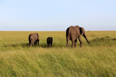 Слоны - животные полезные! (питомник Pinnawala Elephant Orphanage,  Шри-Ланка)