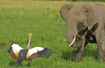 слона с розовым пигментом преследует речная вода, розовый слон картинки,  слон, Африканский слон фон картинки и Фото для бесплатной загрузки
