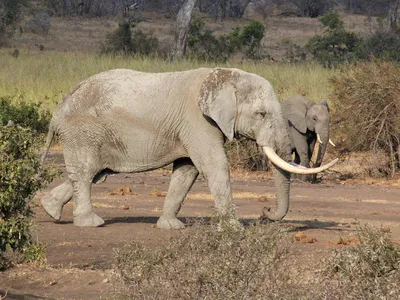 Видео: Журавль храбро отгоняет великана-слона от своего гнезда
