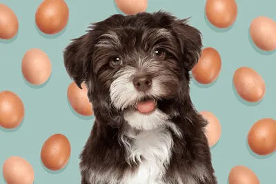 Можно ли собакам куриные яйца? - ответы на вопросы