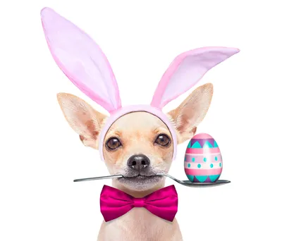 Игрушка для собак Fancy Pets Неуловимое яйцо 15 х 9 см / Для щенков ,  мелких и средних пород собак - купить с доставкой по выгодным ценам в  интернет-магазине OZON (1202102775)