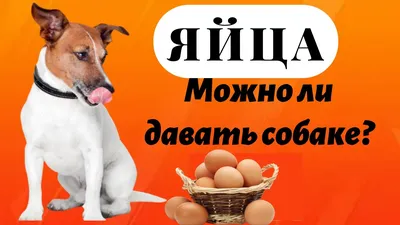 Купить Игрушка для собак в форме яйца динозавра, медленная еда, протекающая  еда, игрушки для собак для собак всех размеров | Joom