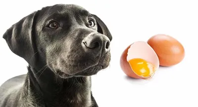 Собаки с пятнами краски и цветными пасхальными яйцами. | Премиум Фото