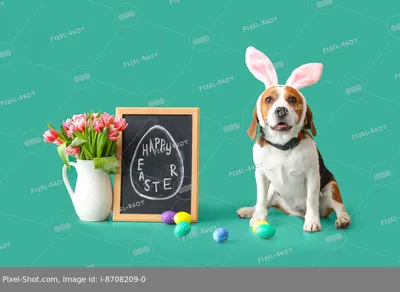 Далматинская собака сидит среди красочных пасхальных яиц | Премиум Фото