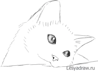 Як намалювати кота | Пикабу