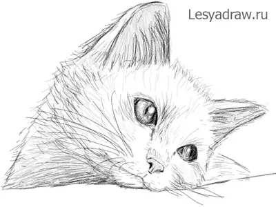 Як намалювати котеня, #draw, как нарисовать кота | By How to learn to draw.  Drawing lessons for kids. | Facebook