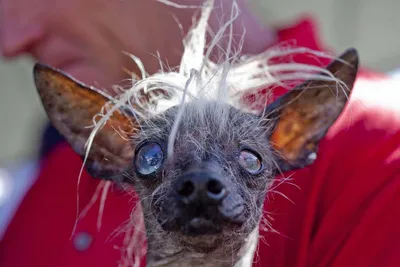 Самая страшная собака в мире - 75 фото