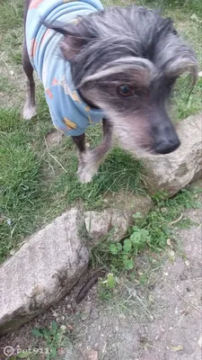 Найдена японская хохлатая собака на Московской, 29, Евпатория | Pet911.ru