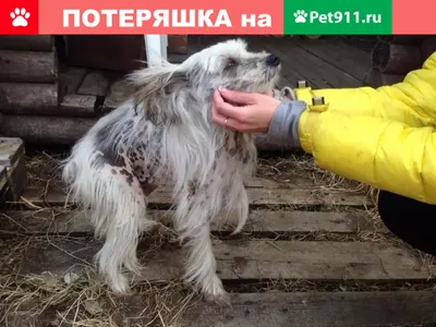 Найдена японская хохлатая собака в Ухте | Pet911.ru
