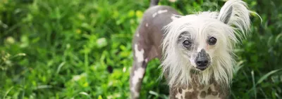 Найдена японская хохлатая собака в Ухте | Pet911.ru