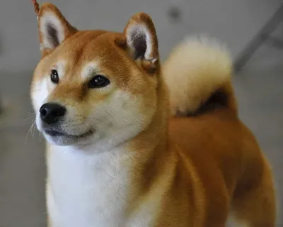 Шиба Ину (Сиба Ину) - японская порода собак - ZooMir - всё о ваших питомцах