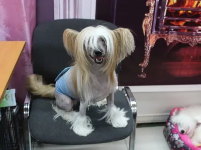 Китайская хохлатая собака пуховая – заказать на Ярмарке Мастеров – 3WV4LBY  | Мягкие игрушки, Новокузнецк