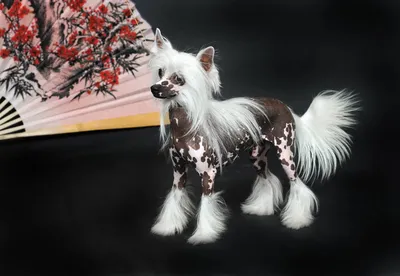 Японская хохлатая порода собак (51 фото) - картинки sobakovod.club
