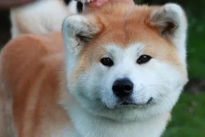 Японская порода собак хатико фото 