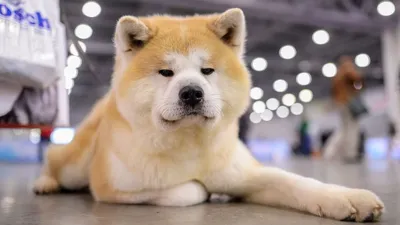 Японская порода собак хатико фото фотографии
