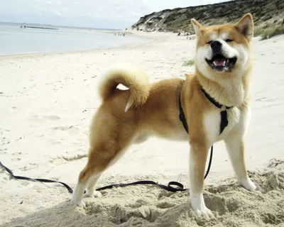 Японские породы собак с фото🐶: названия, описание, характерные черты,  особенности, как выбрать