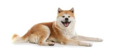 Порода собаки япония (60 фото) - картинки sobakovod.club