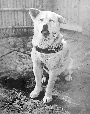 Собака мини хатико - 71 фото