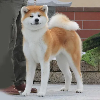 Акита-Ину (Хатико) Японская собака в Москве! ЩЕНКИ РЫЖИХ И БЕЛЫХ ОКРАСОВ!  ВСЕ ЩЕНКИ С РОДОСЛОВНОЙ