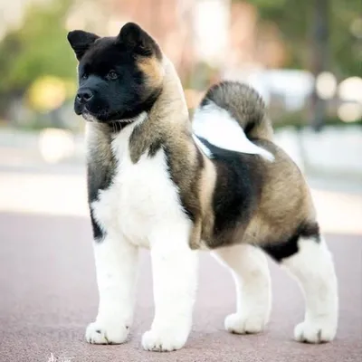 Большая японская собака - которой нужна «твердая рука, но в замшевой  перчатке»