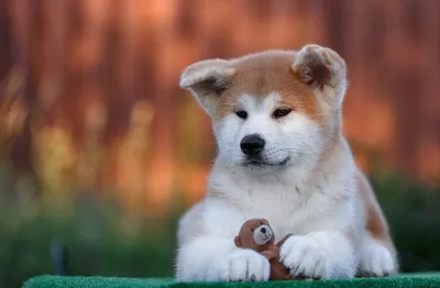 Порода собак японская (25 фото) - картинки sobakovod.club