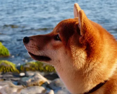 Акита-ину: та самая собака с легендарной преданностью. История Хатико |  Пёсико | Дзен