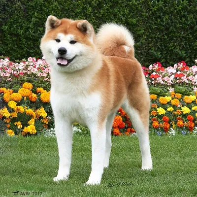 Японские породы собак (83 фото) - картинки sobakovod.club