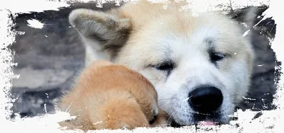 А́кита-ину (яп. 秋田犬) — порода собак, появившаяся в провинции Акита на  японском острове Хонсю, одна из шести в регистре японской кинологической  организации по защите и сохранению исконно японских пород — НА́кита-ину (яп.