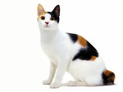 Японские коты фото 