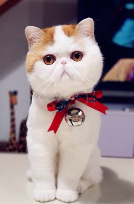 🤑🤑🤑очень милый японский кот…» — создано в Шедевруме