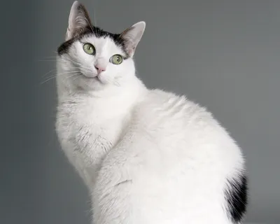 Манеки-нэко: Японская фигурка кошки, приносящая удачу | Кошачьи загадки:  легенды, мифы, кошки в истории | Дзен