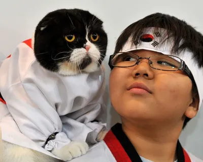 Японский кот попал в Книгу Гиннесса по количеству просмотров на YouTube —  РБК