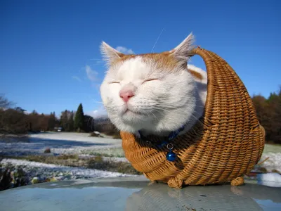 Японские коты с катанами» — создано в Шедевруме