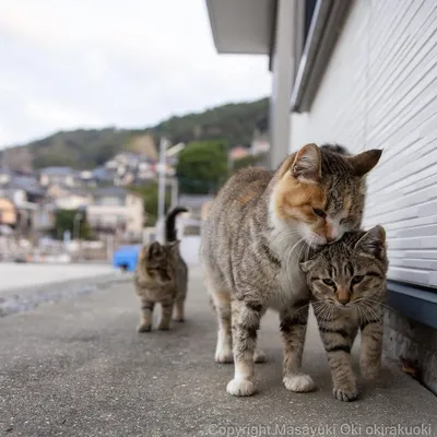 Японские коты породы - картинки и фото koshka.top