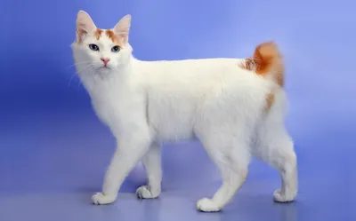 Кошка Пушинка — Веселые японские кошки