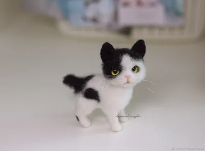 Коюки — японский сердитый кот, который выглядит как истинное воплощение зла