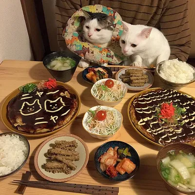 Японские коты - фото | Pretty cats, Cats, Cat watch