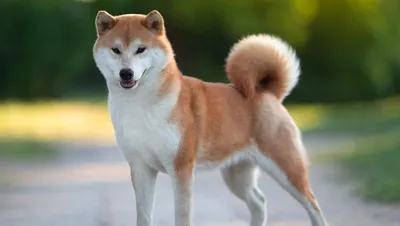 Японские породы собак фото 