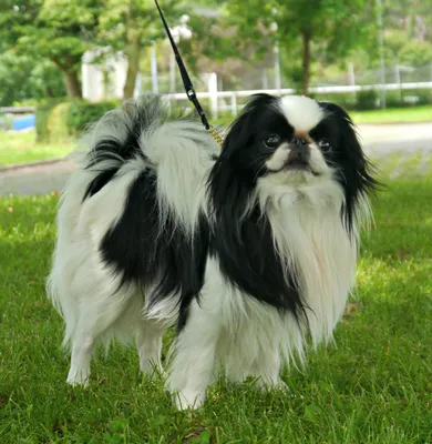 Шиба Ину (Сиба Ину) - японская порода собак - ZooMir - всё о ваших питомцах