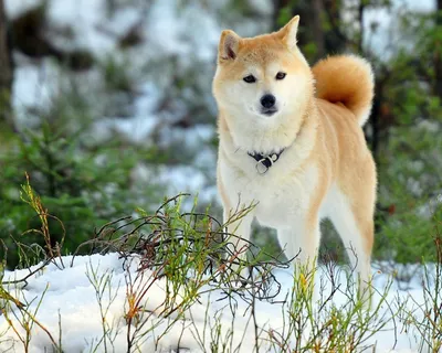Японские породы собак: фото, краткая характеристика, особенности Смотри  больше http://kot-pes.com/yaponskie-porody-sobak-foto-k… | Hunderassen,  Schöne hunde, Hunde