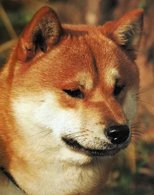 Японские собаки (1 часть) | ВКонтакте
