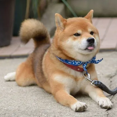 Японские породы собак: фото, названия, описания, цены