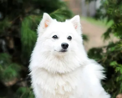 Американская акита - характеристика собак и щенков породы - ProPlan.ru