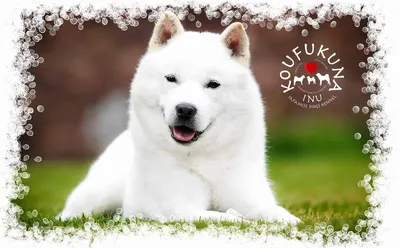 Японские собаки — 14 лучших друзей человека - Prosobak.net