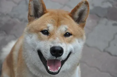 Японская собака - 79 фото