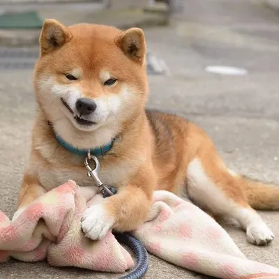 О породах собак. Японские шпицеобразные собаки, часть 1. Акита-ину; Большая японская  собака. | Пикабу