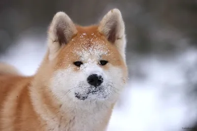 5 Добрейших Японских Пород Собак - YouTube