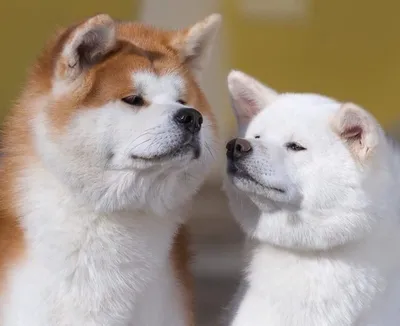 Милые японские породы собак | Японский язык и Япония | Дзен