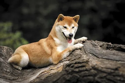 ТОП 5 Пород собак родом из Японии - YouTube